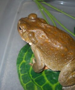 Where To Buy Bufo Alvarius Toad Venom Canada