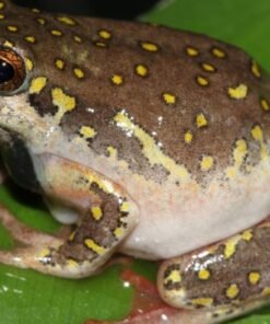 BUY KASSINA SENEGALENSIS TOAD VENOM – CANADA DMT SUPPLIES