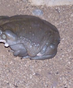 Bufo Alvarius Toad Venom