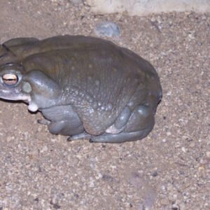 Bufo Alvarius Toad Venom
